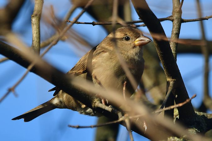 Moineau domestique  - Céline Grassi