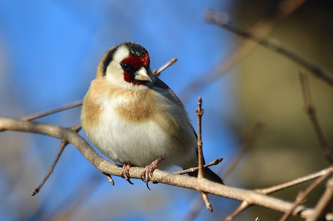 Chardonneret élégant  - Céline Grassi