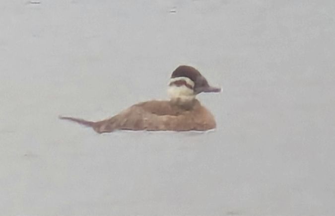 Érismature à tête blanche  - Gonin Julien