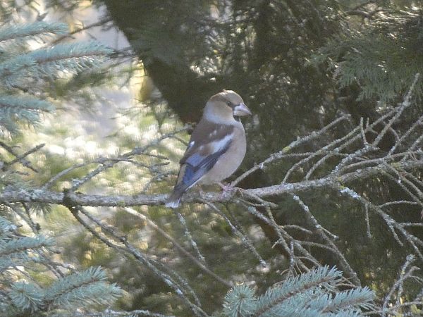 Grosbec casse-noyaux  - Maryse Leroy