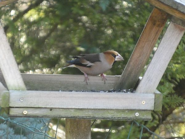 Grosbec casse-noyaux  - Maryse Leroy