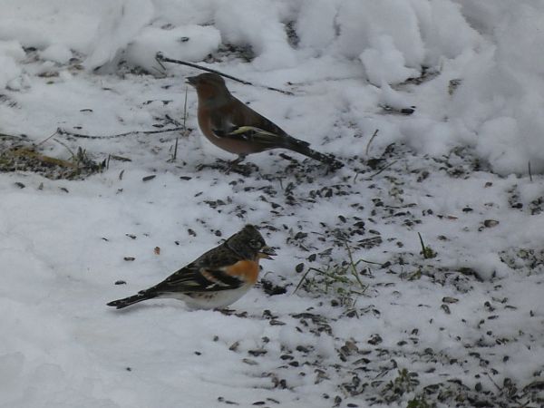 Pinson du Nord  - Maryse Leroy