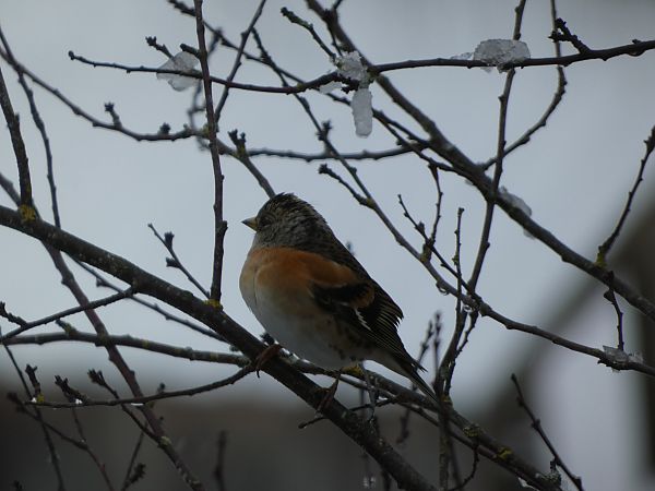 Pinson du Nord  - Maryse Leroy