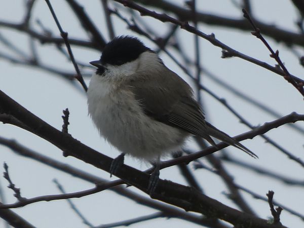 Mésange nonnette  - Maryse Leroy