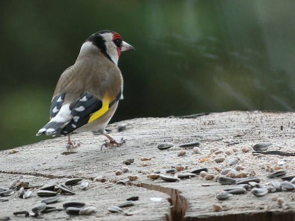 Chardonneret élégant  - Maryse Leroy