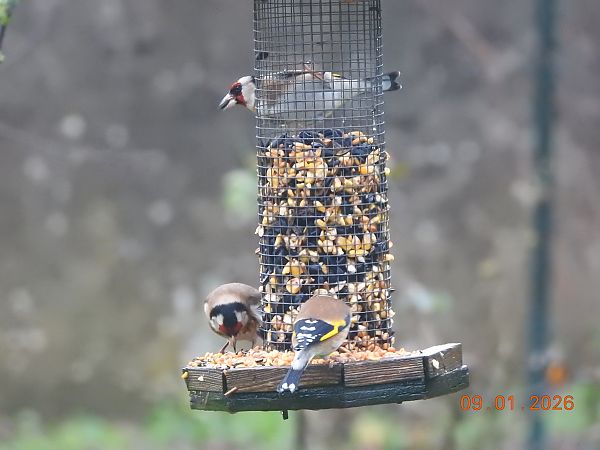 Chardonneret élégant  - Jean-François Jacquet