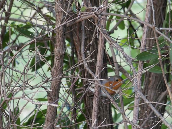 Rougegorge familier  - Yvan Le Cossec