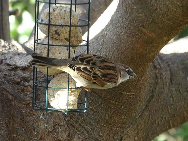 Moineau domestique  - Yvan Le Cossec