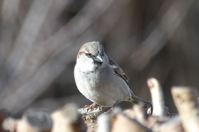 Moineau domestique  - Yvan Le Cossec