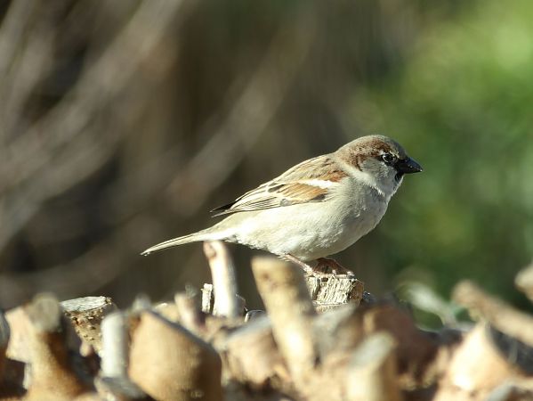 Moineau domestique  - Yvan Le Cossec