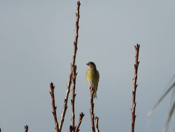 Verdier d'Europe  - Yvan Le Cossec