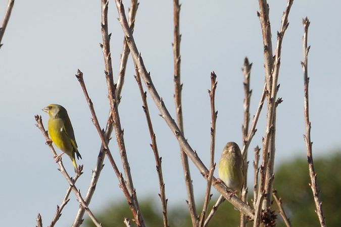 Verdier d'Europe  - Yvan Le Cossec