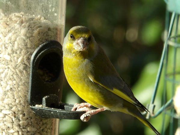 Verdier d'Europe  - Yvan Le Cossec