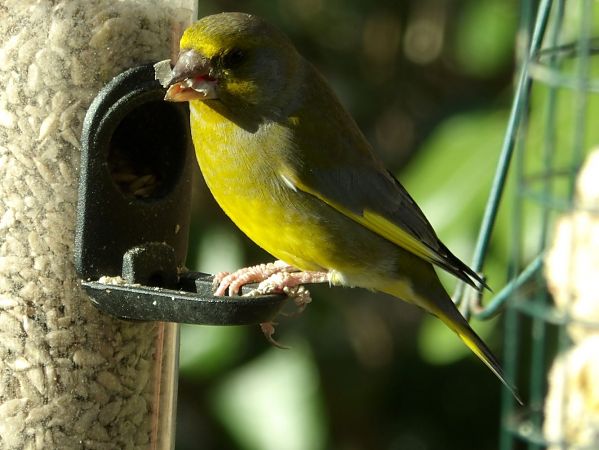 Verdier d'Europe  - Yvan Le Cossec