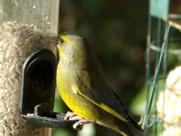 Verdier d'Europe  - Yvan Le Cossec