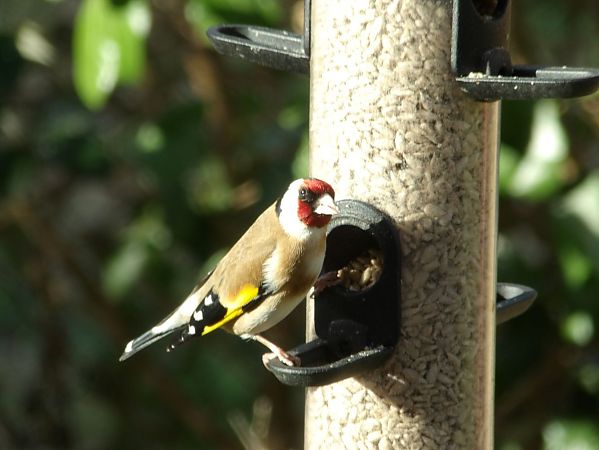Chardonneret élégant  - Yvan Le Cossec