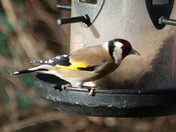 Chardonneret élégant  - Yvan Le Cossec