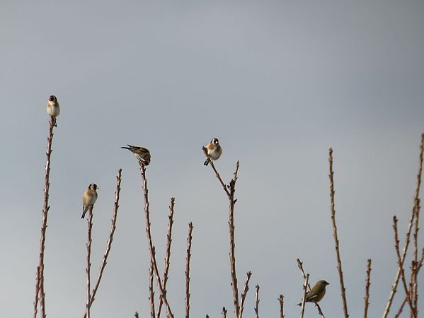Chardonneret élégant  - Yvan Le Cossec