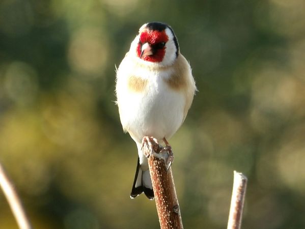 Chardonneret élégant  - Yvan Le Cossec