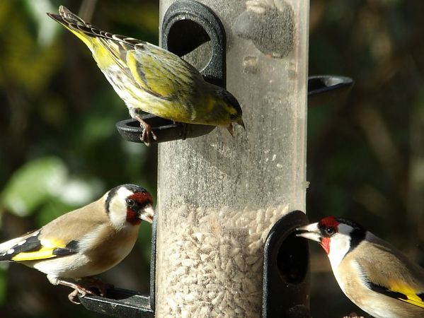 Chardonneret élégant  - Yvan Le Cossec