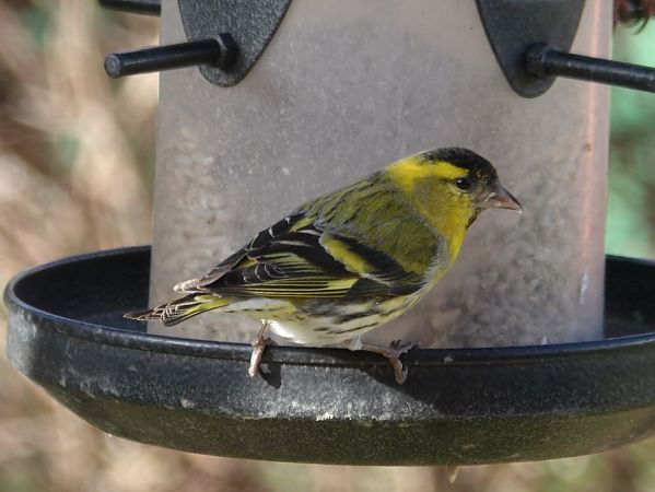 Tarin des aulnes  - Yvan Le Cossec