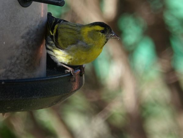 Tarin des aulnes  - Yvan Le Cossec