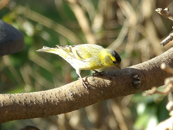 Tarin des aulnes  - Yvan Le Cossec