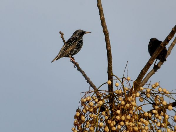 Étourneau sansonnet  - Yvan Le Cossec