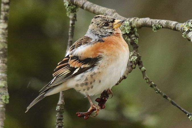 Pinson du Nord  - Francoise Bonnet