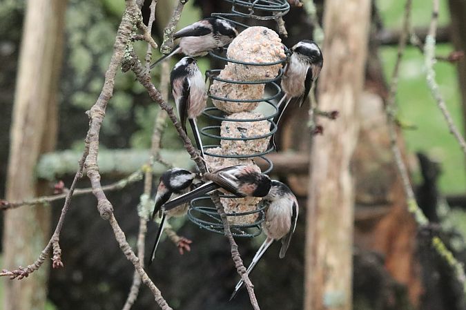 Mésange à longue queue  - Francoise Bonnet