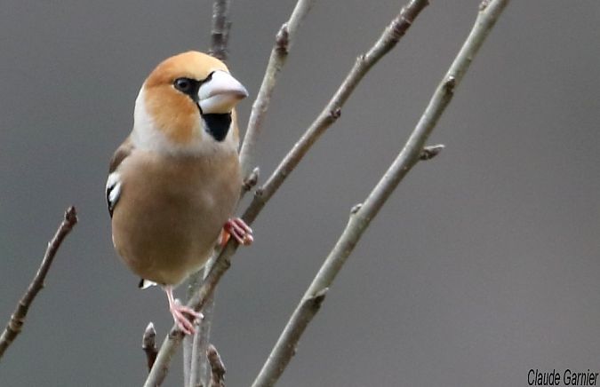 Grosbec casse-noyaux  - Claude Garnier