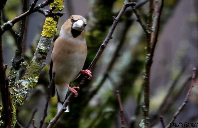 Grosbec casse-noyaux  - Claude Garnier