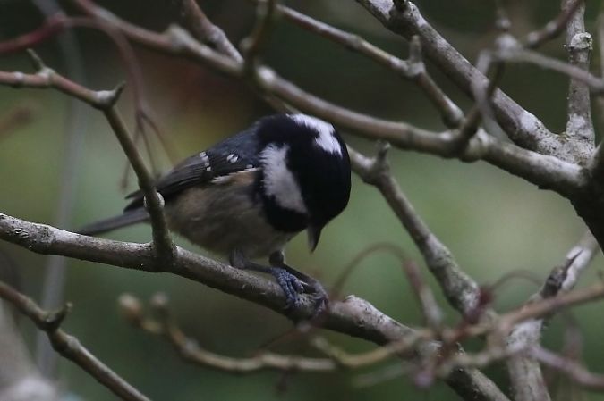 Mésange noire  - Daniel Malassingne