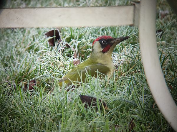 Pic vert  - Yann Brunet