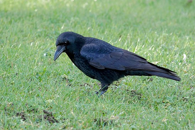 Corneille noire  - Xavier Herrier