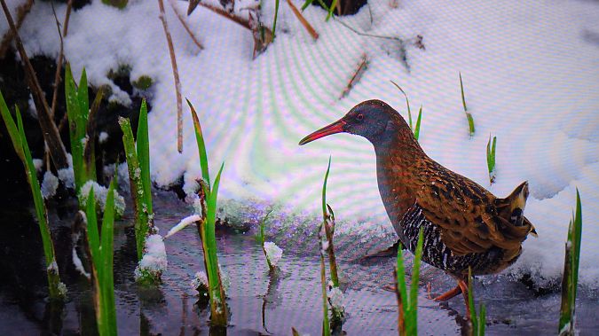 Râle d'eau  - Romain Rey