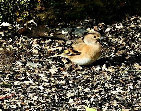 Pinson du Nord  - Patrice Henriot