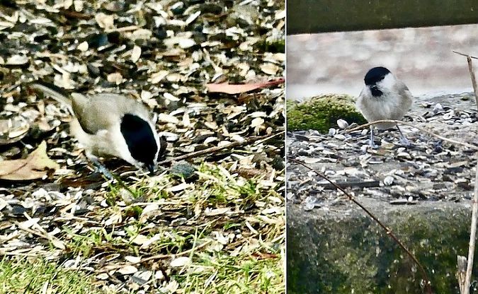 Mésange nonnette  - Patrice Henriot