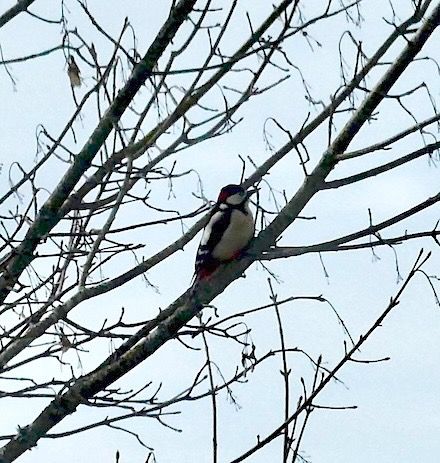 Pic épeiche  - Patrice Henriot