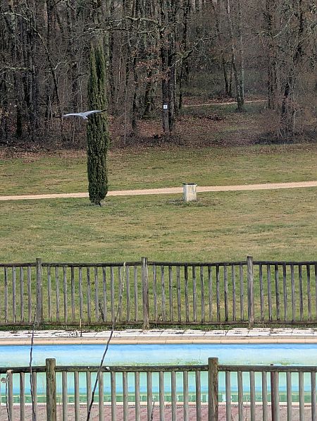 Héron cendré  - Emmanuelle Quedeville