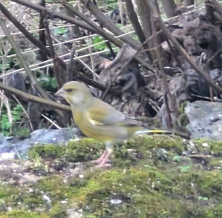 Verdier d'Europe  - Emmanuelle Quedeville