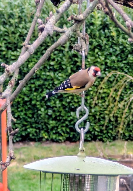 Chardonneret élégant  - Emmanuelle Quedeville