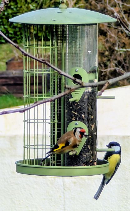 Chardonneret élégant  - Emmanuelle Quedeville