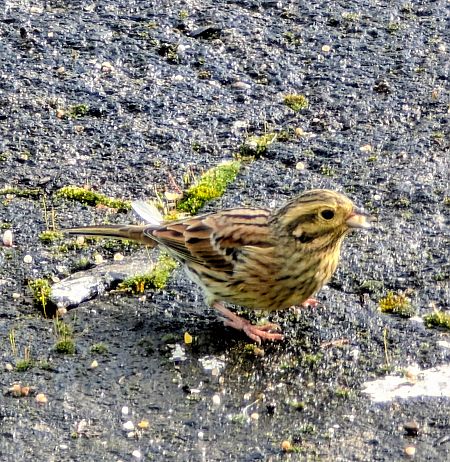 Bruant zizi  - Emmanuelle Quedeville
