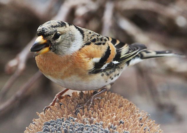 Pinson du Nord  - Pierre & Carmen Noël / Pixner