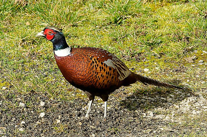 Faisan de Colchide  - Denis Bruyere