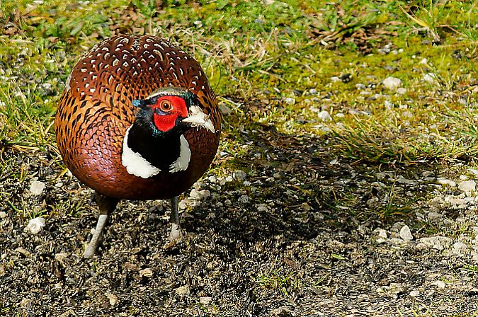 Faisan de Colchide  - Denis Bruyere