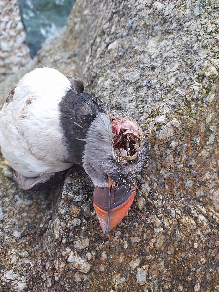 Macareux moine  - Maxime et Laëtitia Pirio
