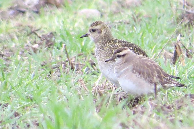 Pluvier guignard  - Luc Chaillot