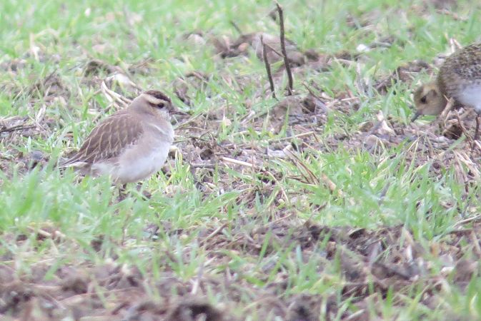 Pluvier guignard  - Luc Chaillot